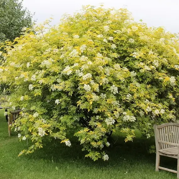 Бузина черная Ауреа