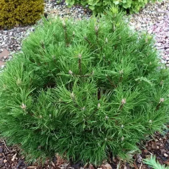 Сосна горная Хессе