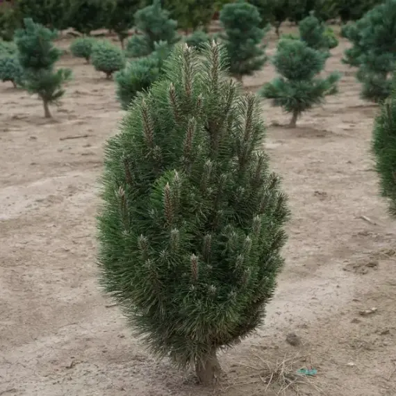 Сосна черная Ричард