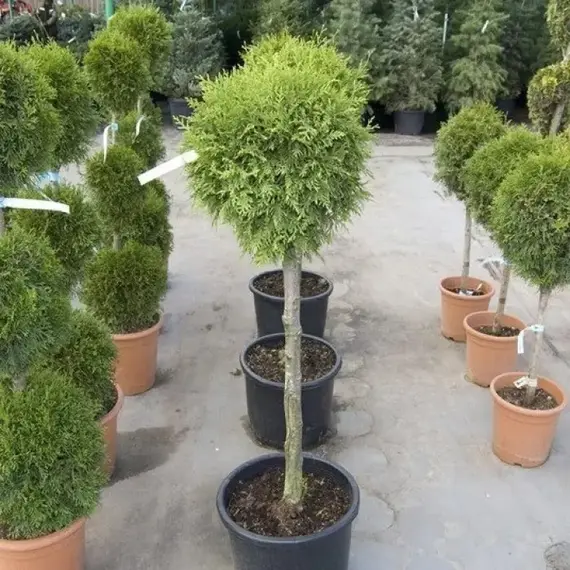 Туя западная Смарагд бонсай Болл на штамбе