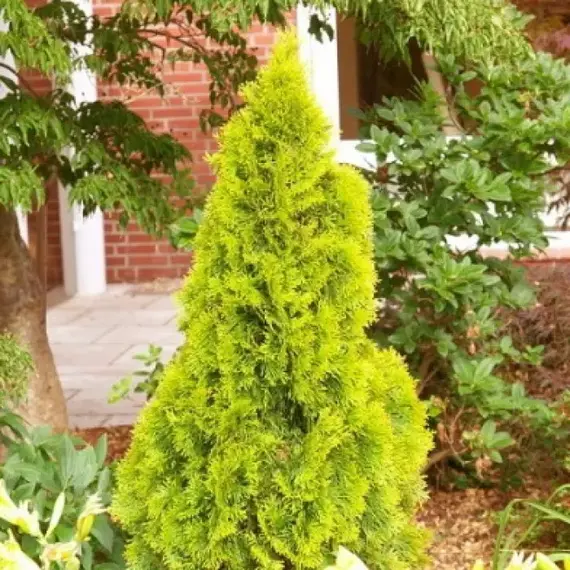 Туя западнаяарагд