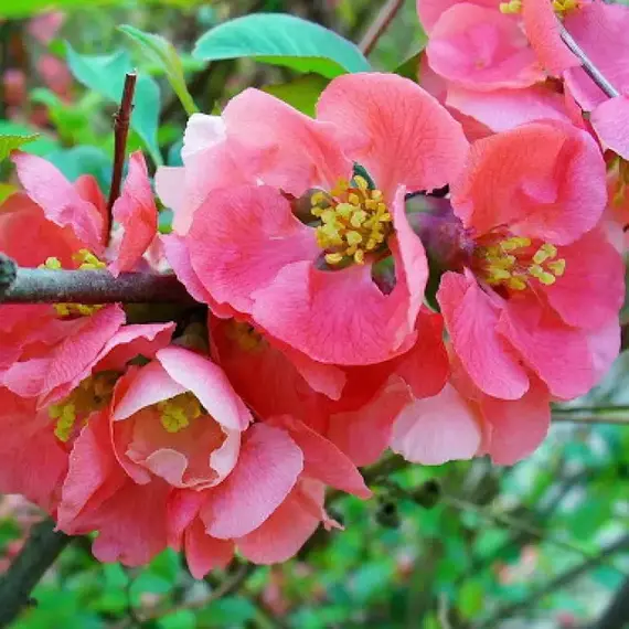 Айва (Хеномелес) средняя Пинк Трейл