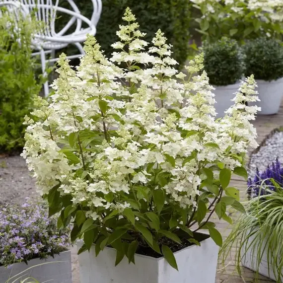 Гортензия метельчатая Конфетти