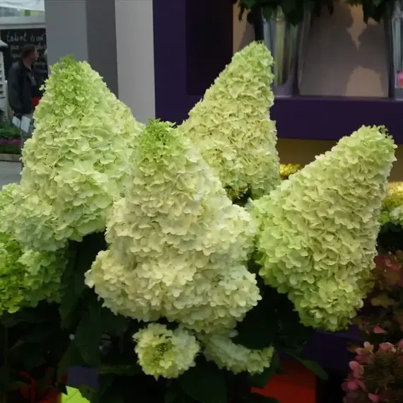 Гортензия метельчатая Мэджикал Мунлайт