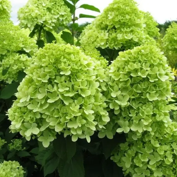 Гортензия метельчатая Мохито