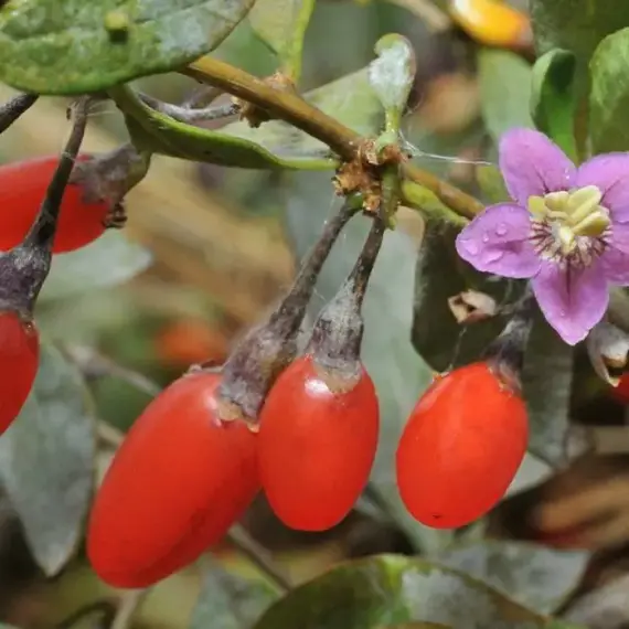 Дереза обыкновенная