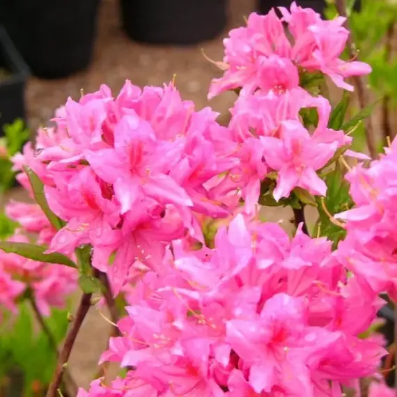 Азалия Рози Лайтс