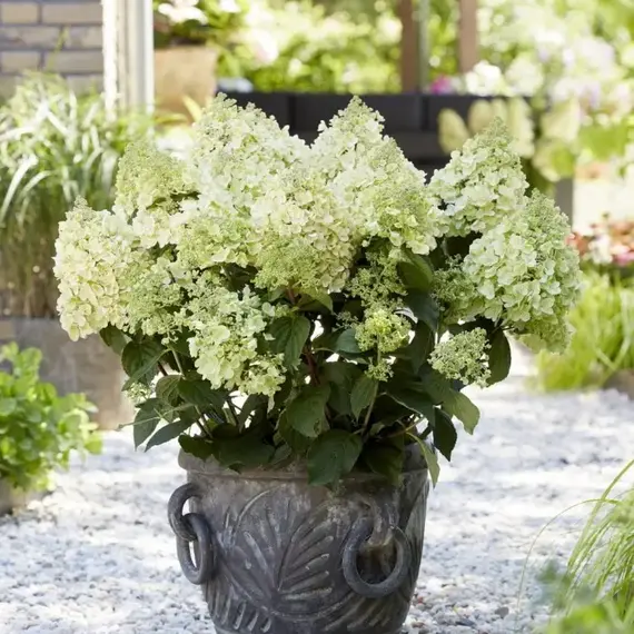 Гортензия метельчатая Би Хэппи