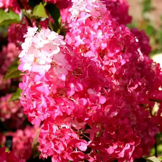 Гортензия метельчатая Фрайз Мелба