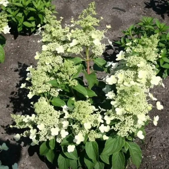 Гортензия метельчатая Мэджикал Гималая