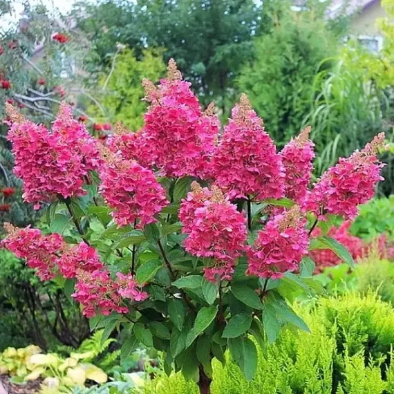 Гортензия метельчатая Пинки Винки