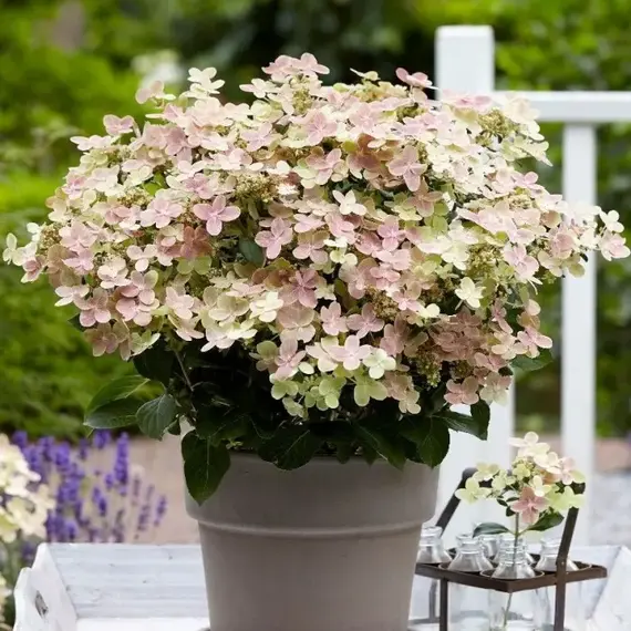 Гортензия метельчатая Полистар