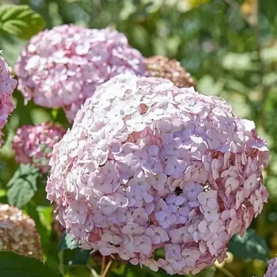 Гортензия древовидная Кандибелле Баблгам