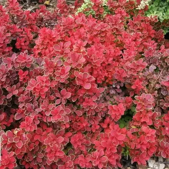 Барбарис тунберга Руби