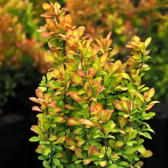 Барбарис тунберга