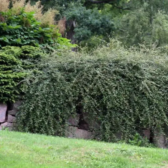 Кизильник гибридный