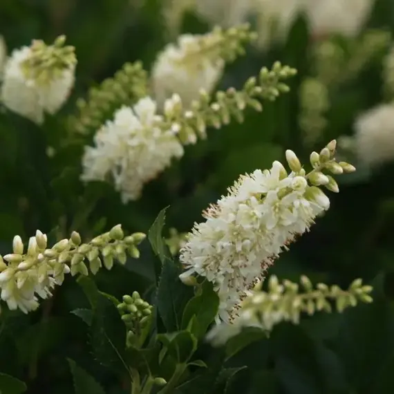 Клетра ольхолистная