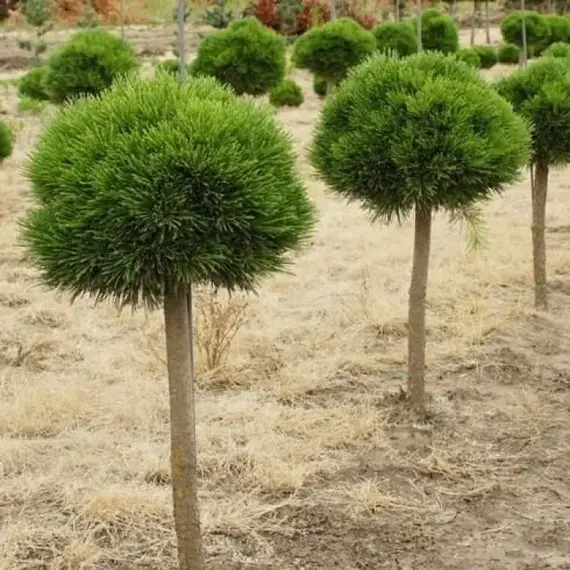 Сосна чёрная Компакта на штамбе