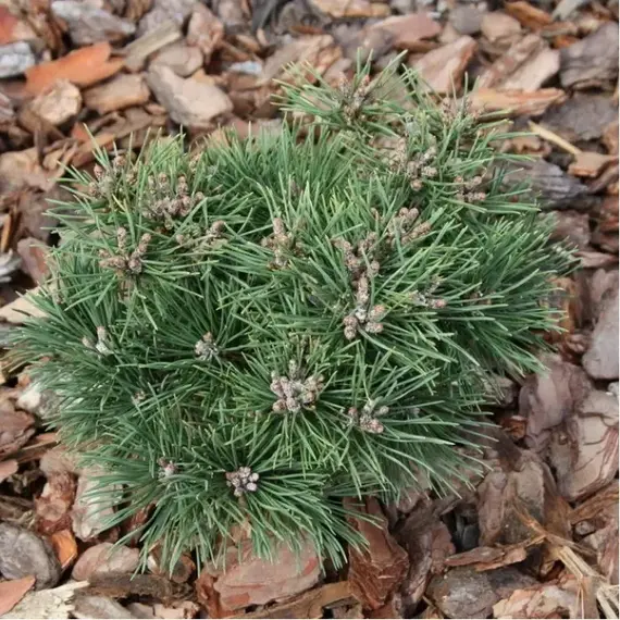 Сосна горная Клянер Вимбах