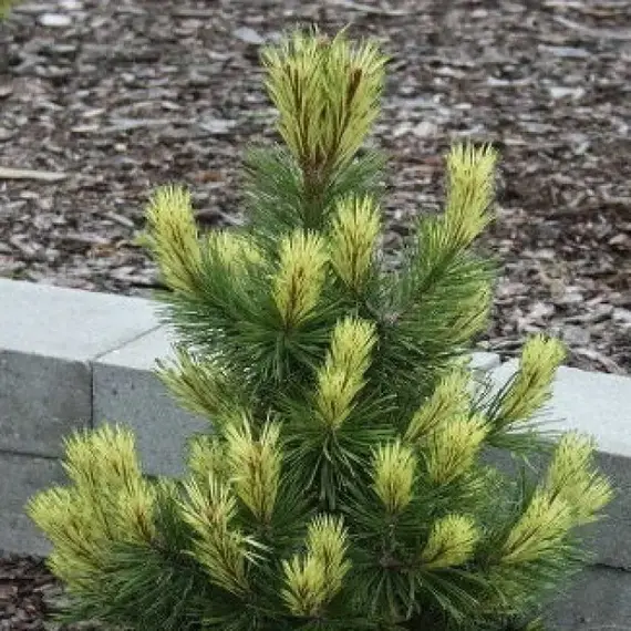 Сосна горная Мисти