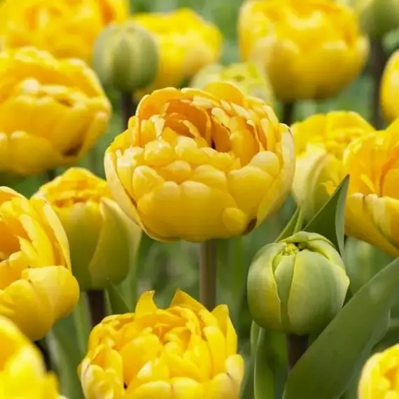 Сосна горная Саншайн