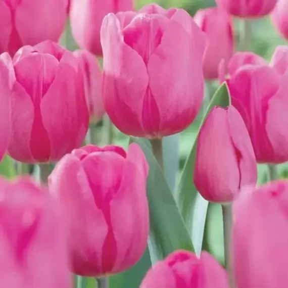 Сосна горная Тиллер