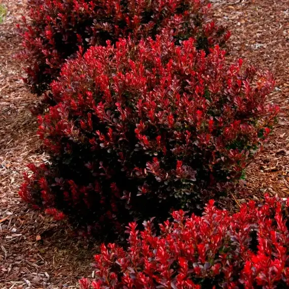 Барбарис тунберга Ред Компакт