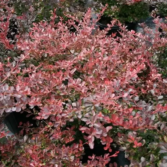 Барбарис тунберга Ред Диджей