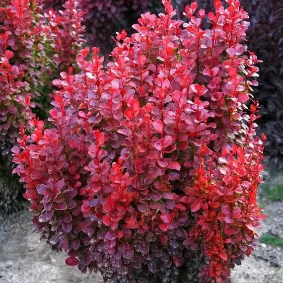 Барбарис тунберга Ред Тауэр