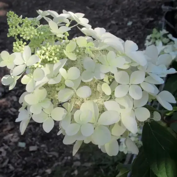 Гортензия метельчатая Перл де Отум