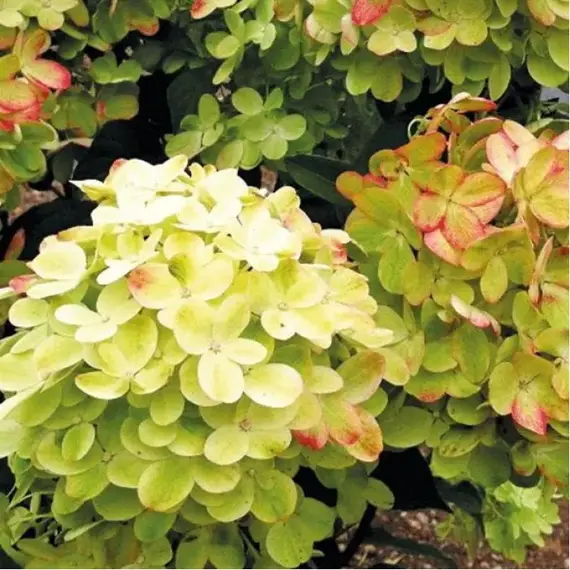 Гортензия метельчатая Граффити