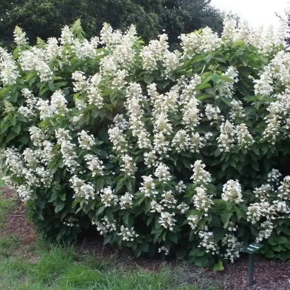 Гортензия метельчатая Октобер Брайд