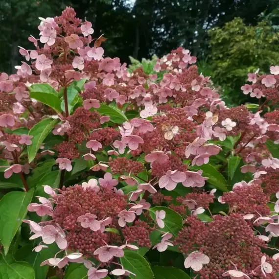 Гортензия метельчатая Инфинити