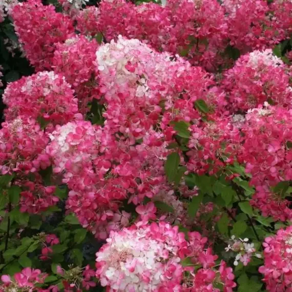 Гортензия метельчатая Мэджикал Везувио