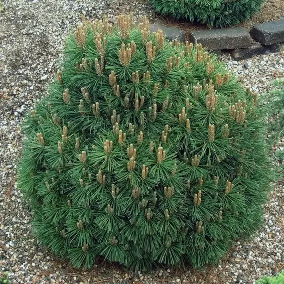 Сосна крючковатая Хорни Хазл