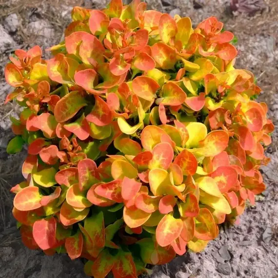 Барбарис тунберга Лимончелло Бейлерин