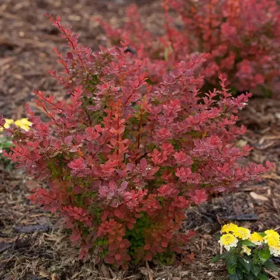 Барбарис тунберга Флоренс
