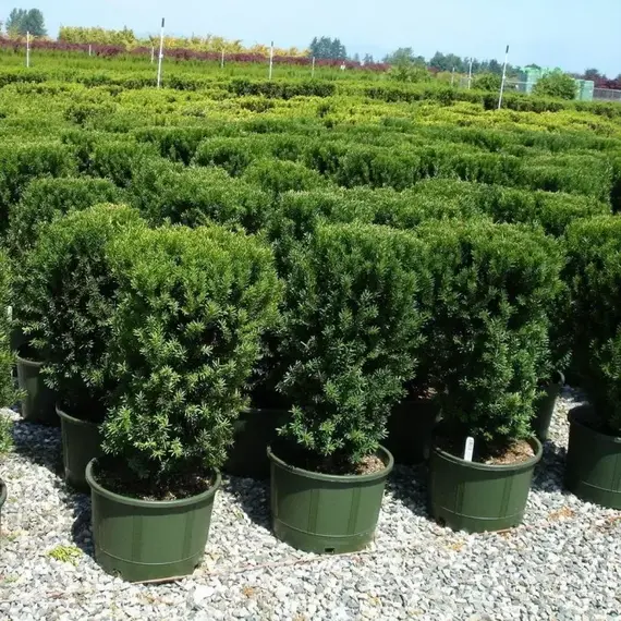 Тис средний Хилли