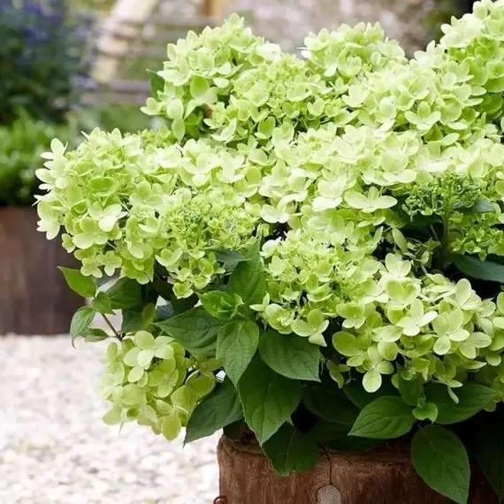 Гортензия метельчатая Гринлайт