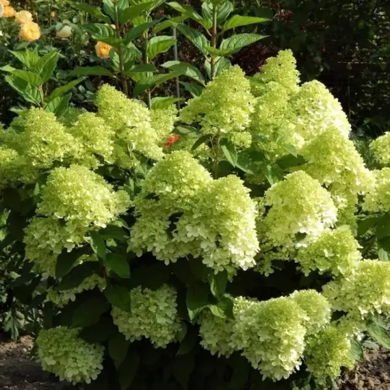 Гортензия метельчатая Панателла