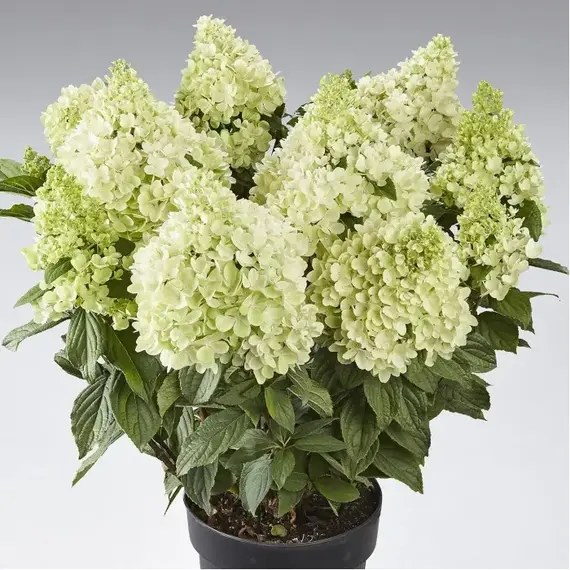 Гортензия метельчатая Панорама