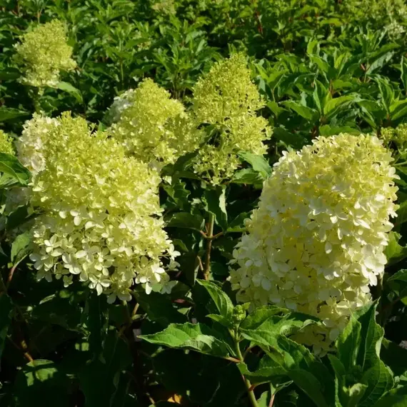 Гортензия метельчатая Мэджикал Лайм Спаркл