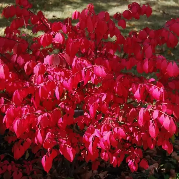 Бересклет крылатый Литл Мозес