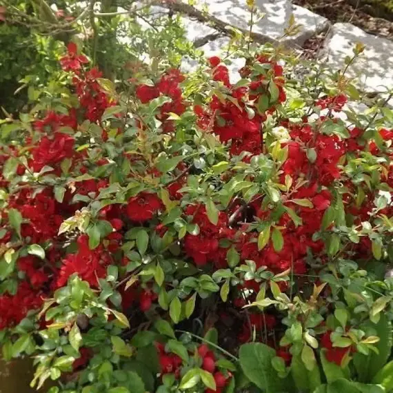 Айва (Хеномелес) средняя Николайн