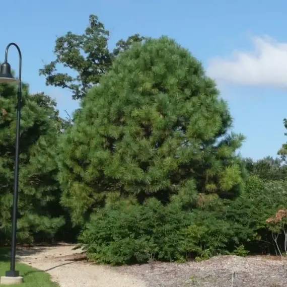 Сосна желтая