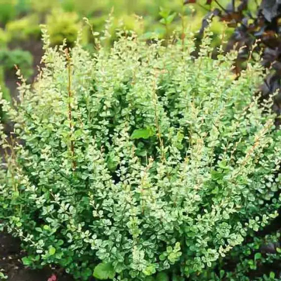 Барбарис тунберга Сильвер Бьюти