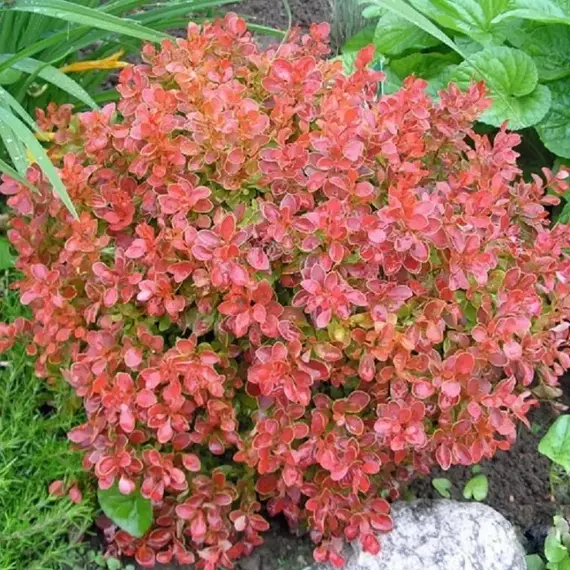 Барбарис тунберга Корал