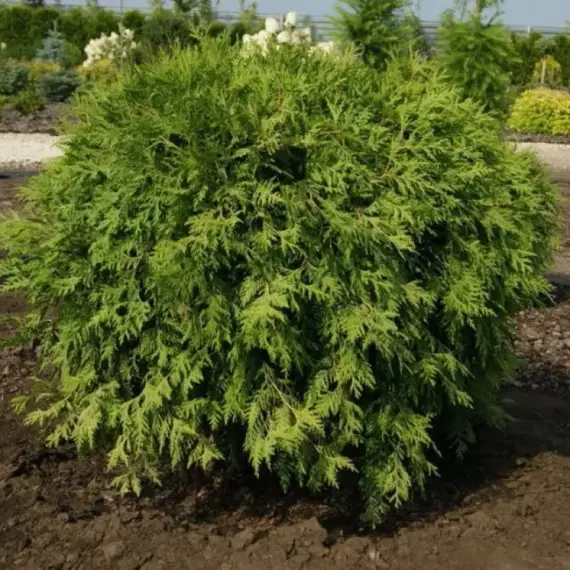 Туя западная Литл Чемпион