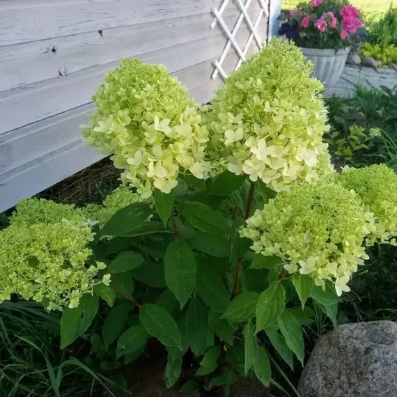 Гортензия метельчатая Литл Лайм