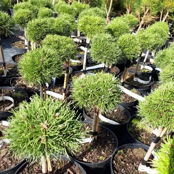 Сосна крючковатая Джезек на штамбе